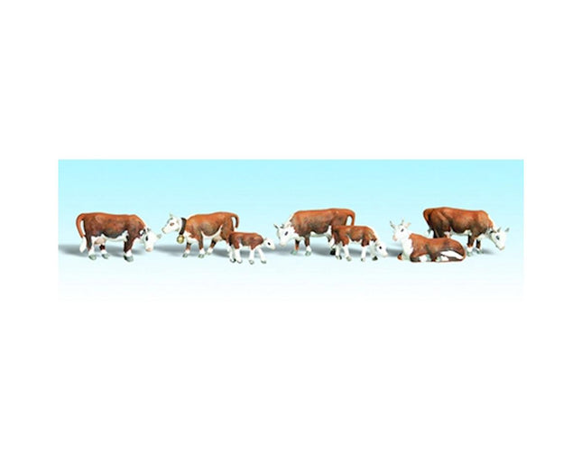 WOOA2144, N Hereford Cows